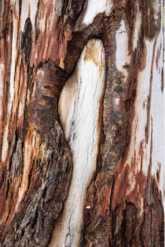 Treebark dd5 3036 piestewa tatum ap8mun