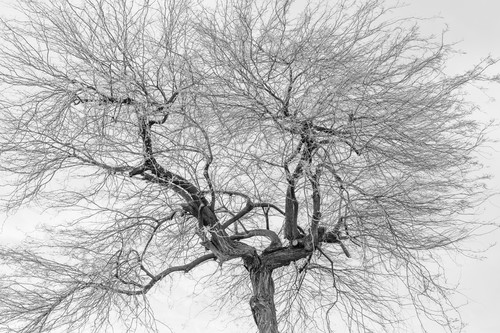Treepaloverdelinescomposition dd5 3441 bw hwhtts