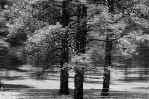 Blur pine trees av 4808 bw dd xxcnxy