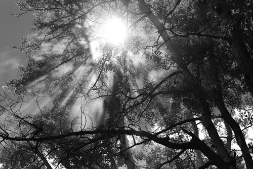 Flare angel rays forest trees sun smoke fog dd1 4337 bw nw8qys