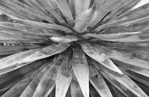 2044 25 shpr nikon ls5000 silverfast aloe plant bw dd lkrsgs