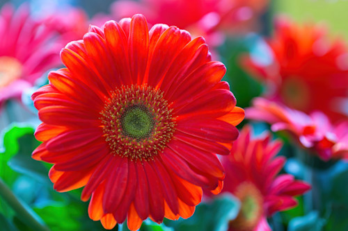 Gerbera  print dd1 5814 davidd ai sharpn is4u3b