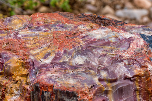 Petrified ai bigr cf wood petrified forest 4955 dd krng15