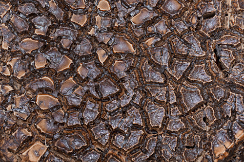 Paint texture 3122 davidd dfohpl