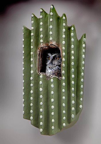8 desert denizen  western screech owl in saguaro  low res xttvji
