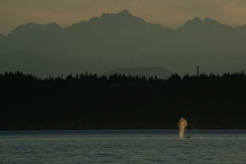 Sunset humpback cpzp2j
