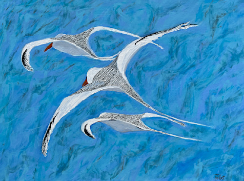 Seagulls fly by niz8bn