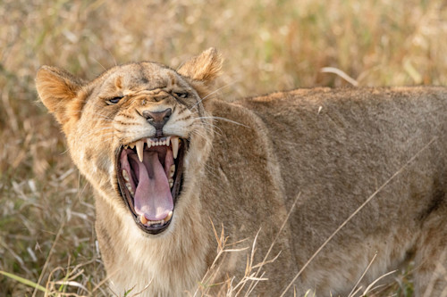 Zulu nyala and manyoni lions  8621 r5iuyu