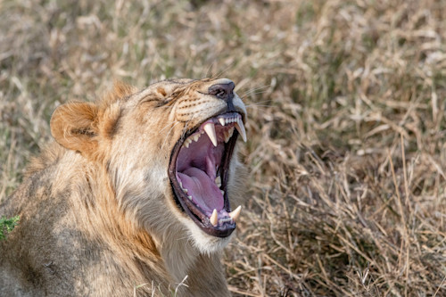 Zulu nyala and manyoni lions  8650 xqw7gn