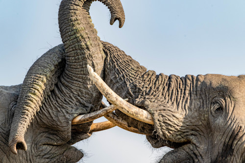 Zulu nyala game drive day 1 3145 likvgy