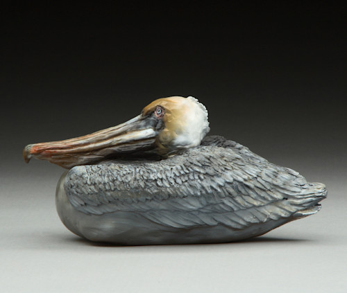 11 fun in the sun  brown pelican ifzjxi