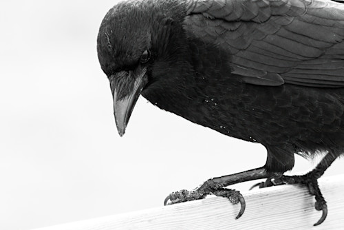 Crow on bench ywilbl
