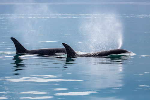 Aquatics 023 x897an