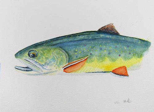 Brook Trout, Appalachian Brook Trout, Speckled Trout, Trout Art, Trout  Watercolor, Fly Fishing Art, Brook Trout Art, Lake House Decor 