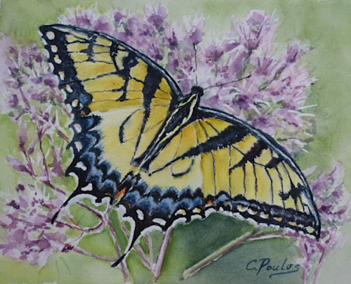 Eastern Tiger Swallowtail Butterfly Art | Cathy Poulos Art