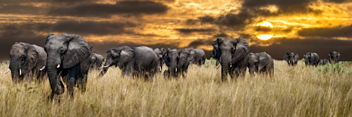 Savanna elephant line sunrise hca35z