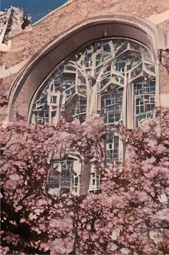 Cherry blossoms on the quad of university of washington c3yzme