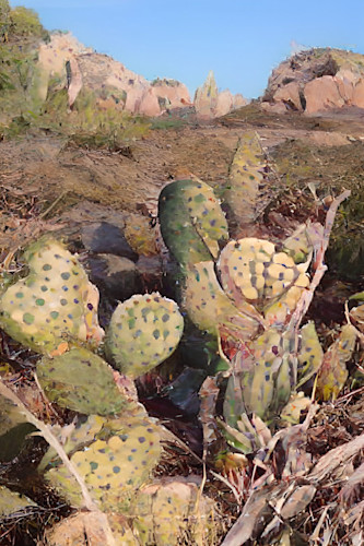 Cholla cactus in the desert m4wns9