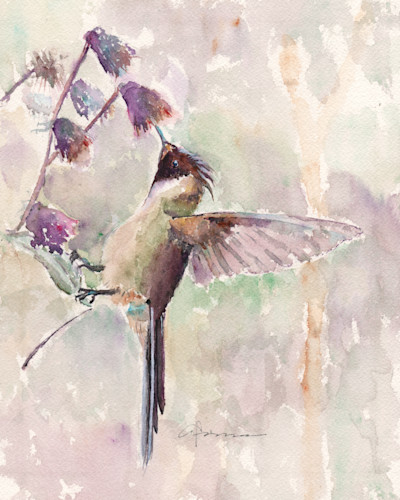 Hummingbird in soft hues hki0hf