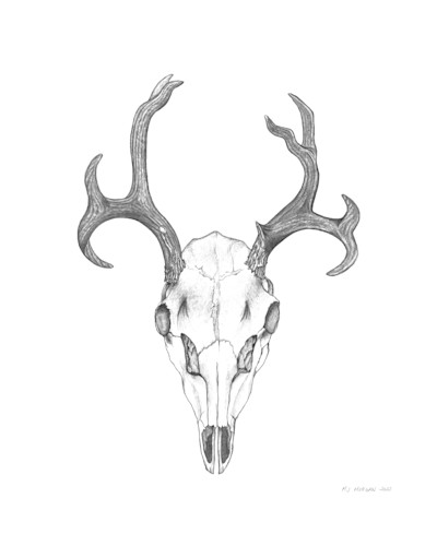 Deer skull 24x30 signed yb7ajr