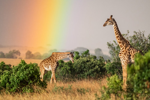 Giraffes in rainbow qiemwy