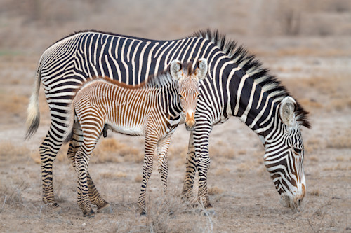 Zebras vv9m8r