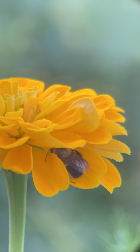 Sleeping bee on yellow zinnia 20x36in 5377 ubnvji