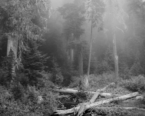 Misty forest huckleberry ridge washington 2022 guhcvz
