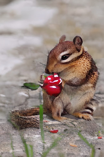 Chipmunk nibbling a berry we5wkw