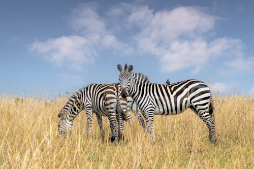 Zebras with oxpecker uavh5e