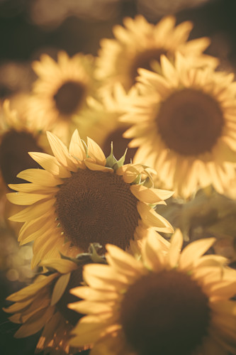 Kim clune sunflowers 006 t6sz5s