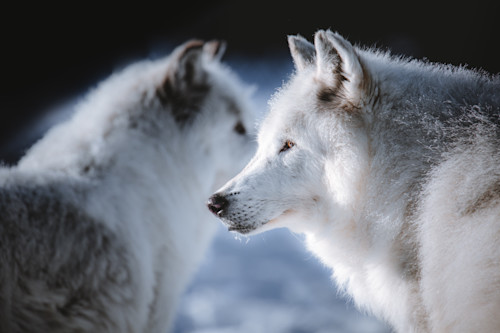 Kim clune canids 001 wtqhit