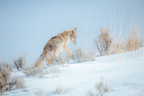Kim clune canids 008 q4auqd