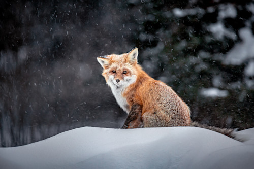 Kim clune canids 010 pxswk4