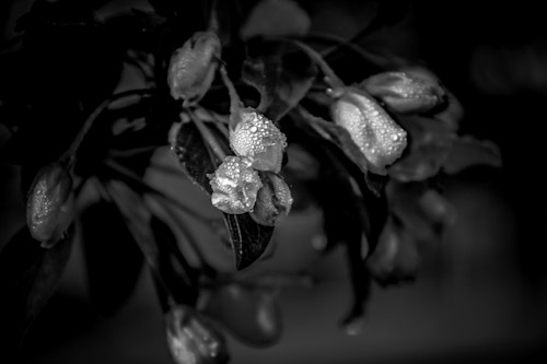 Kim clune tears 012 pfzvxu