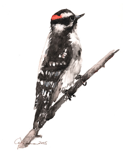 Downy woodpecker xxjgoz