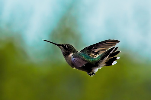 Colorful hummingbird fwgxwz