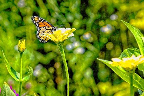 Monarch with yellow flower vxzoz9