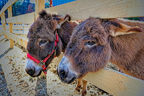 Pair of donkeys dfn8yk