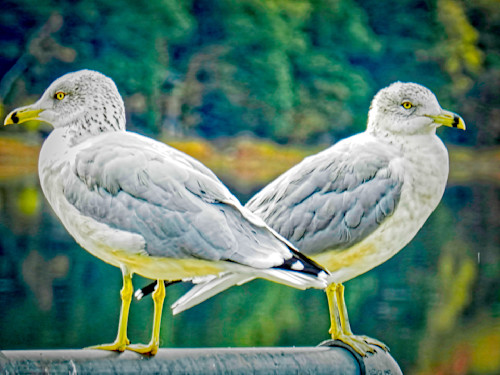 Perched set of seagulls oifofj