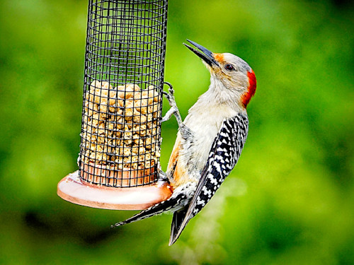Red bellied woodpecker rwu0az