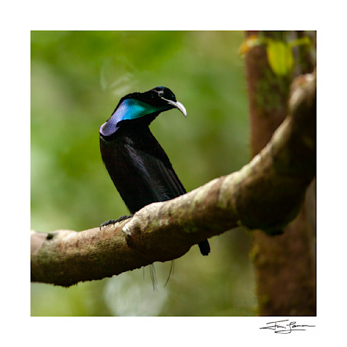 Hale Pua/ Black Velvet Bird of Paradise
