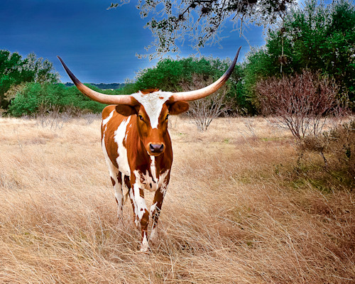 Lone long horn csqslw