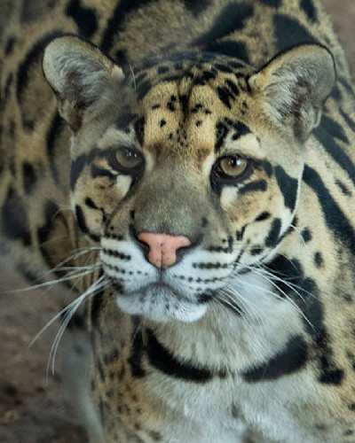 Jr clouded leopard ai hdshot 8454 yorwwm