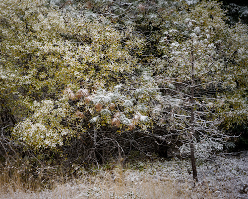 Fresh autumn snow mt hood national forest oregon 2022 tpv0bv