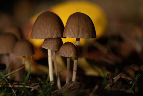 Mushroom family 2 op7rpe