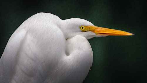 Elegant egret nhocur