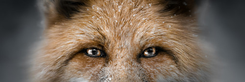 Eyes of the fox final ojttuu