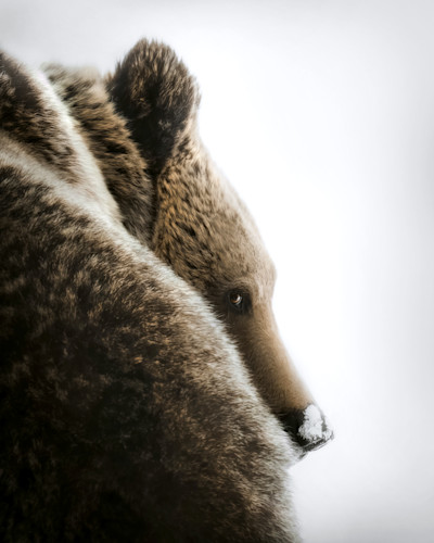 Grizzly side eye newest hvtseo