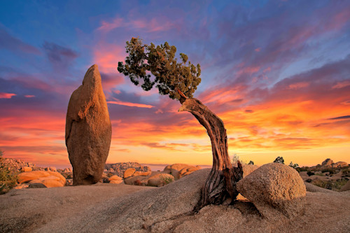 Rock and tree joshua national park california od8n8r